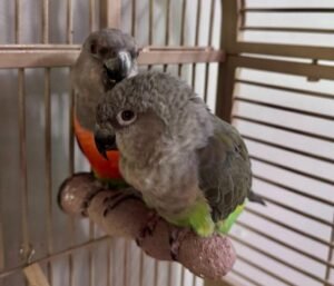 Kiko — Senegal parrot photo Kiko — Senegal parrot photo