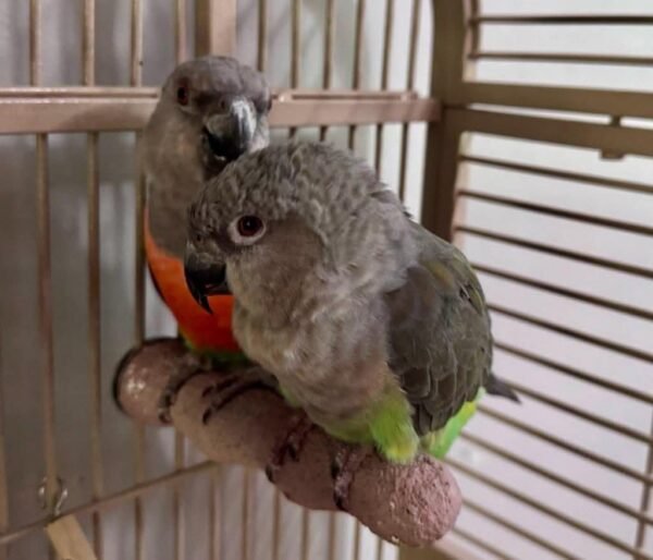 Kiko — Senegal parrot photo