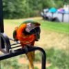 Rio — Harlequin macaw photo