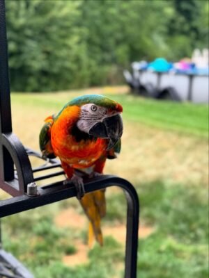 Rio — Harlequin macaw photo Rio — Harlequin macaw photo