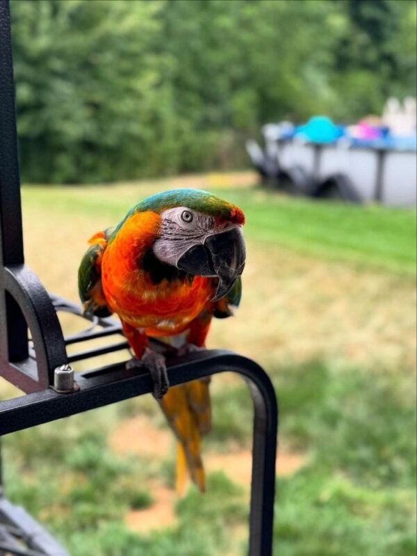 Rio — Harlequin macaw photo