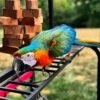 Rio — Harlequin macaw photo