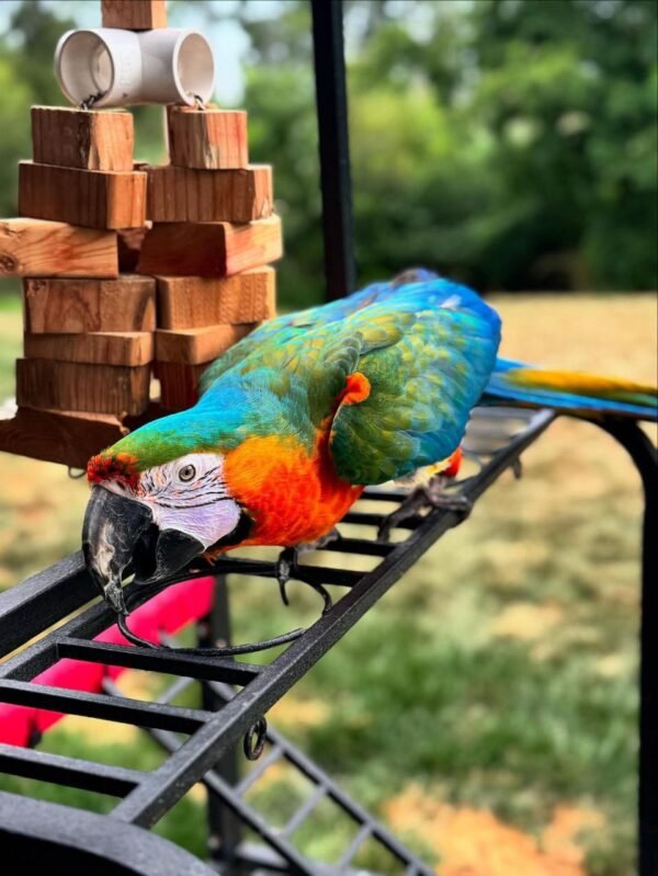 Rio — Harlequin macaw photo
