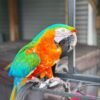 Rio — Harlequin macaw photo