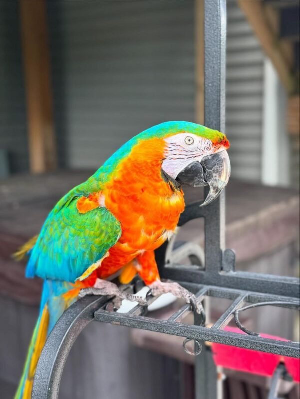 Rio — Harlequin macaw photo