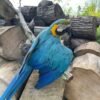 Azure — blue-and-gold macaw photo