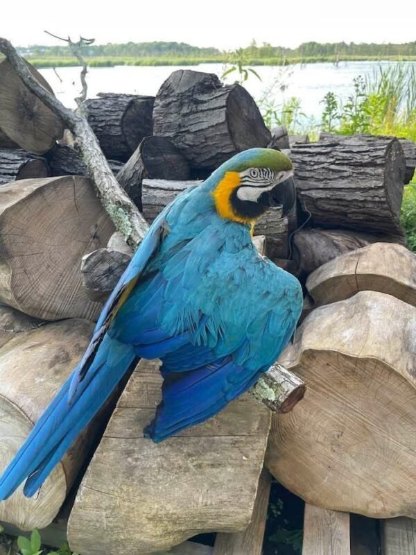 Azure — blue-and-gold macaw photo
