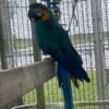 Azure — blue-and-gold macaw photo