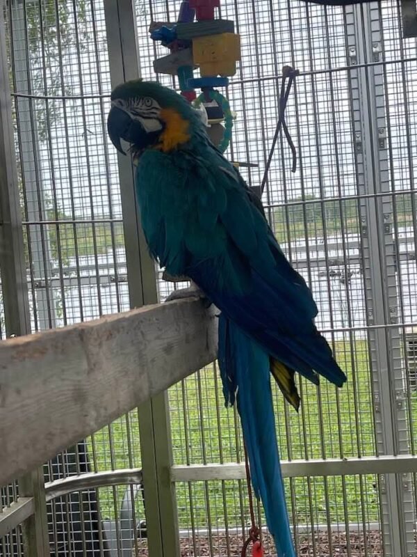 Azure — blue-and-gold macaw photo