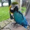 Azure — blue-and-gold macaw photo