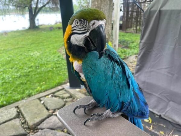 Azure — blue-and-gold macaw photo