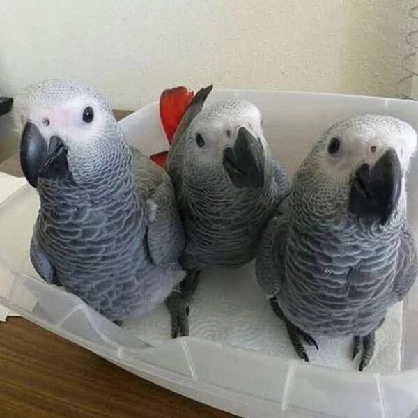 Echo — Congo African Grey photo Echo — Congo African Grey photo