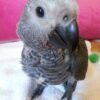 Echo — Congo African Grey photo Echo — Congo African Grey photo