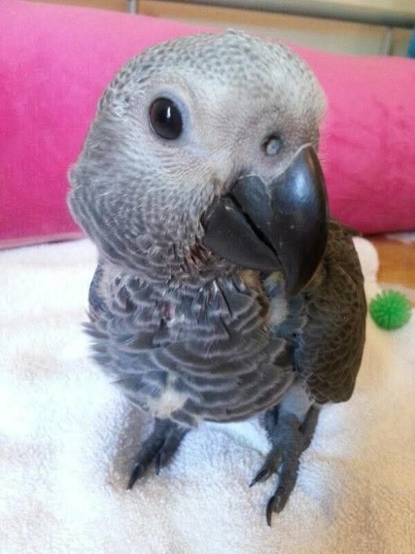 Echo — Congo African Grey photo Echo — Congo African Grey photo