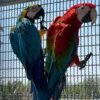 Ruby — green-winged macaw photo