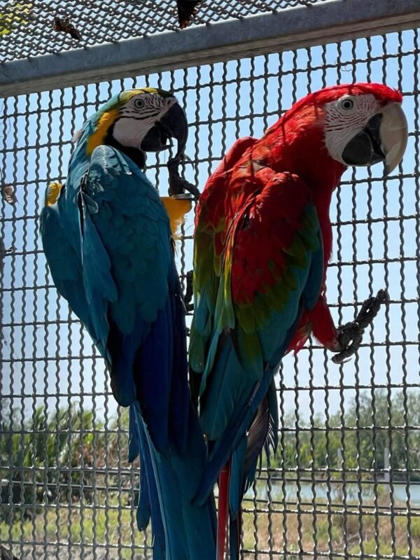 Ruby — green-winged macaw photo