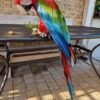 Ruby — green-winged macaw photo