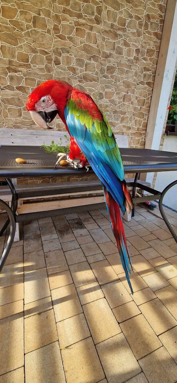 Ruby — green-winged macaw photo