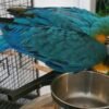 Azure — blue-and-gold macaw photo