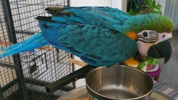 Azure — blue-and-gold macaw photo