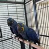 Cobalt — hyacinth macaw pair photo