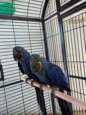 Cobalt — hyacinth macaw pair photo Cobalt — hyacinth macaw pair photo