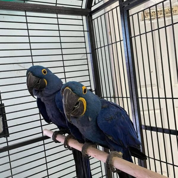 Cobalt — hyacinth macaw pair photo