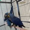 Cobalt — hyacinth macaw pair photo