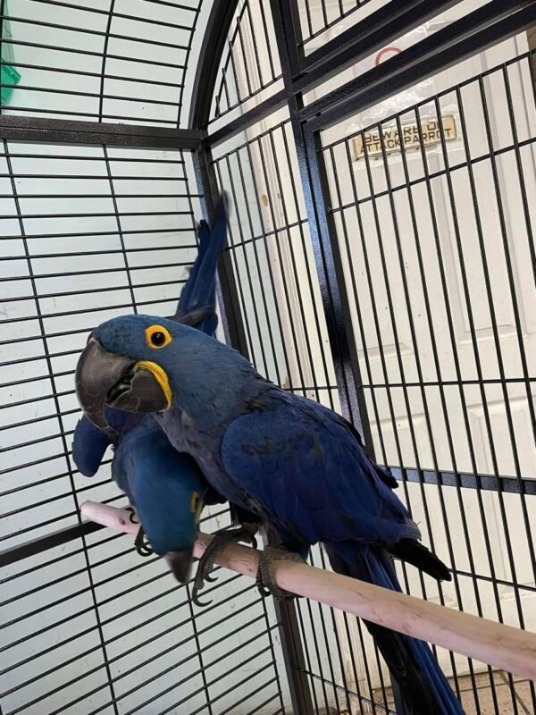 Cobalt — hyacinth macaw pair photo