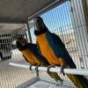 Ruby — green-winged macaw photo