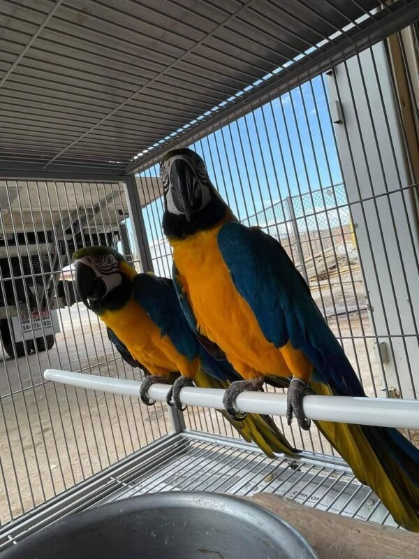 Ruby — green-winged macaw photo