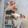 Cobalt — hyacinth macaw pair photo