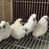 Snow — bare-eyed corella photo