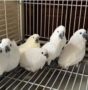 Snow — bare-eyed corella photo Snow — bare-eyed corella photo