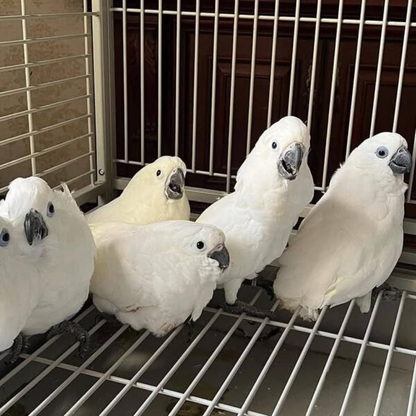 Snow — bare-eyed corella photo