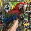 Ruby — green-winged macaw photo