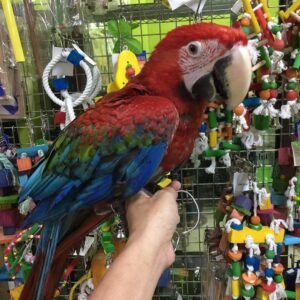 Ruby — green-winged macaw photo Ruby — green-winged macaw photo