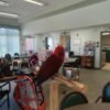 Scarlet — female Eclectus parrot photo