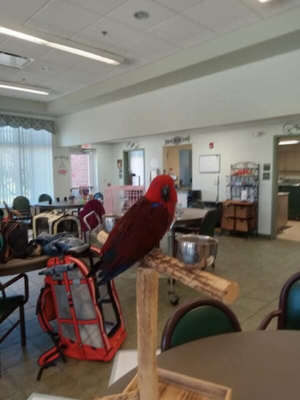 Scarlet — female Eclectus parrot photo