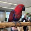 Scarlet — female Eclectus parrot photo