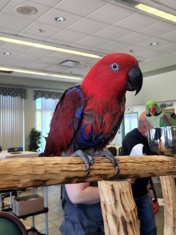 Scarlet — female Eclectus parrot photo