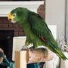 Scarlet — female Eclectus parrot photo
