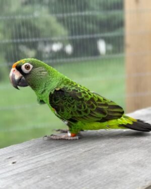 Jade — Jardine's parrot photo Jade — Jardine’s parrot photo
