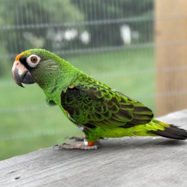 Jade — Jardine's parrot photo