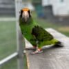 Jade — Jardine’s parrot photo