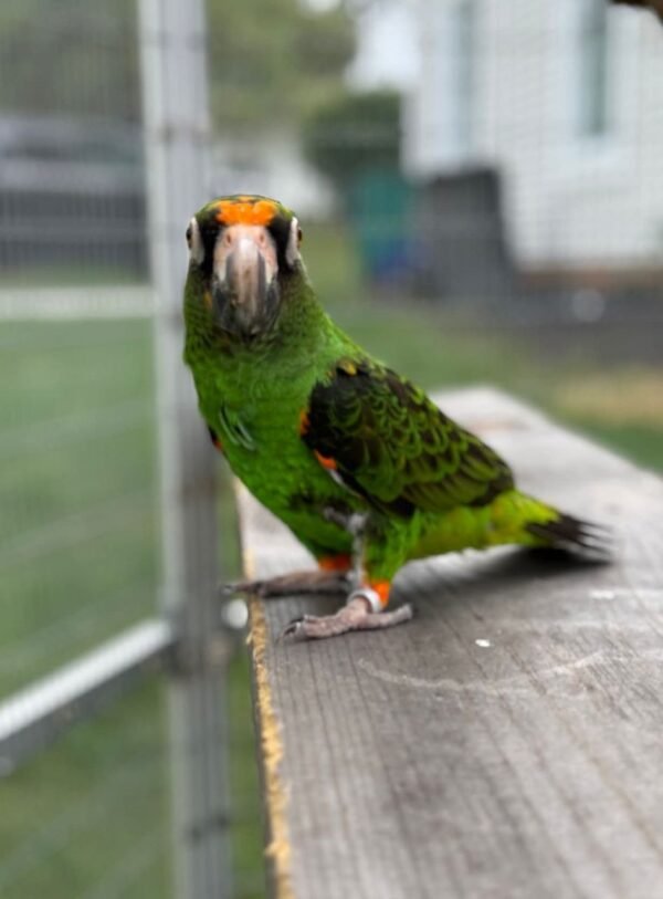 Jade — Jardine’s parrot photo