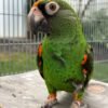 Jade — Jardine’s parrot photo