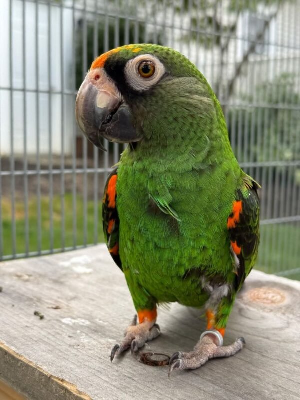 Jade — Jardine’s parrot photo