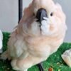 Peach — Moluccan cockatoo photo