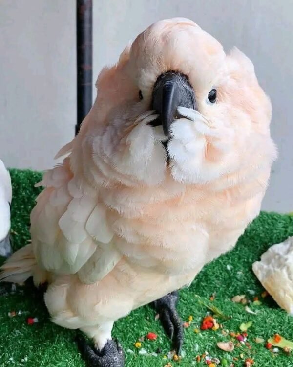 Peach — Moluccan cockatoo photo
